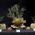 Luigi Petroni l'arte del bonsai