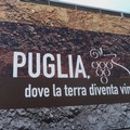 Puglia dove la terra diventa vino