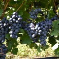 Nero di Troia UBA52 N