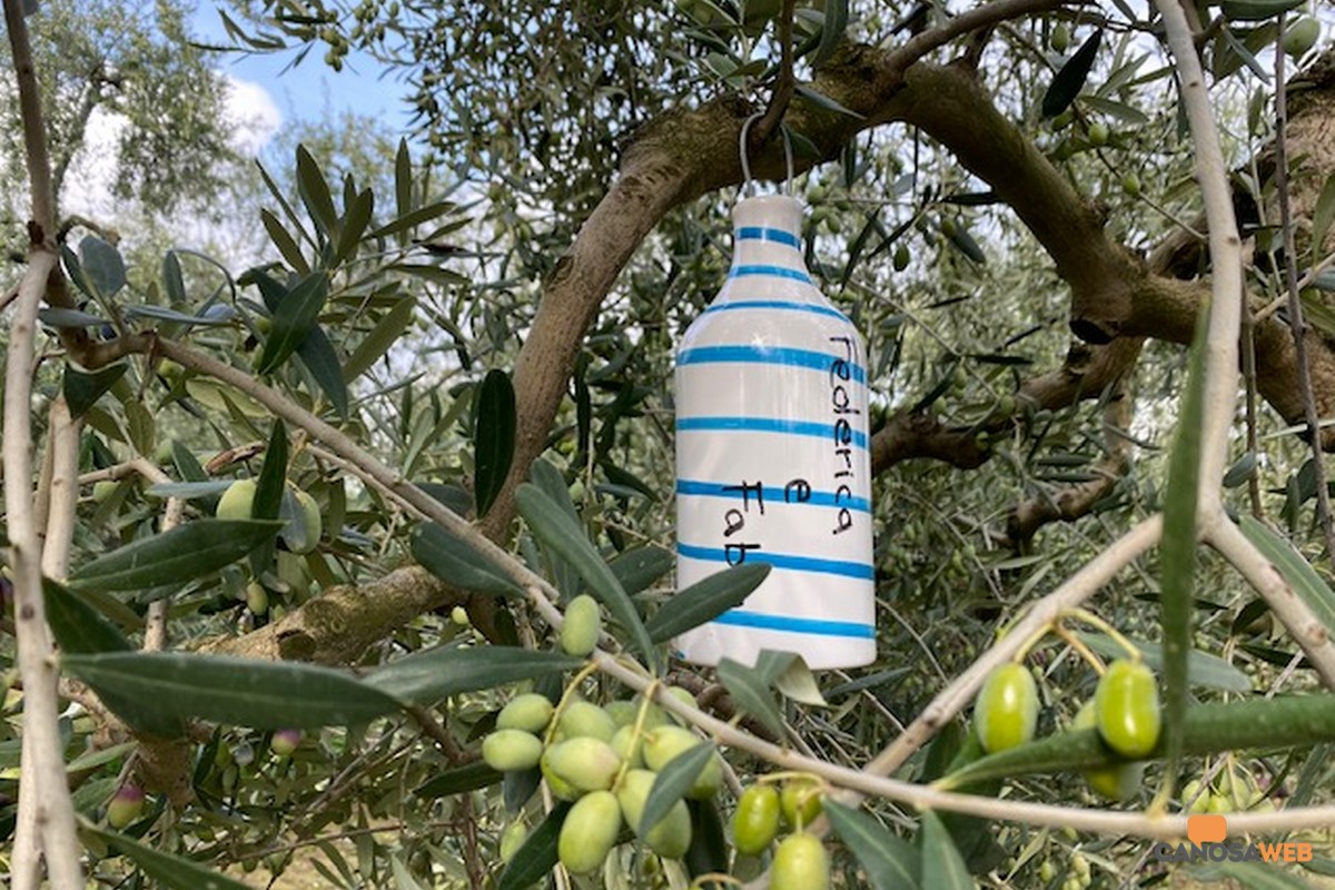 Puglia: ‘Le adozioni a distanza’ degli ulivi