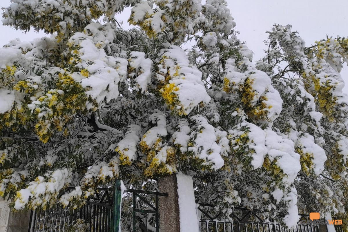 Neve Mimose