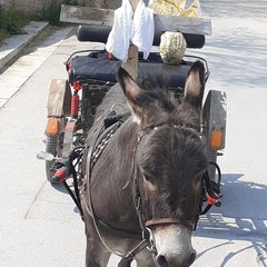 L’asinello Pasqualino