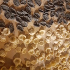 Canosa : A “scuola” di strascinati di grano arso