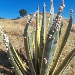 Canosa : aloe e lumachini