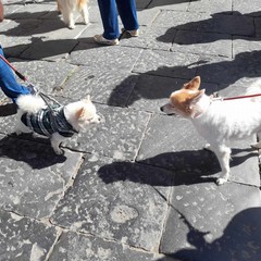 Canosa: Celebrata la Giornata mondiale degli animali