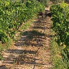 Cinghiali distruggono vigneti e impianti di irrigazione