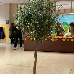 Canosa: Giornata Nazionale degli Alberi