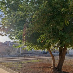 Gelso - Parco Archeologico Battistero San Giovanni - Canosa di Puglia
