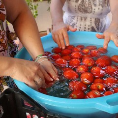 Canosa: La festa della salsa come si faceva una volta all’Oasi Minerva