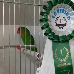 Sabino D'Ambra trionfa alla III Edizione di LOVEBIRD