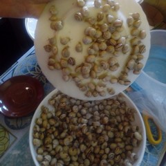 Lumachini a tavola