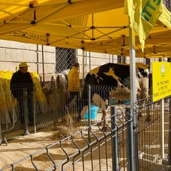 Bari : Mobilitazione allevatori