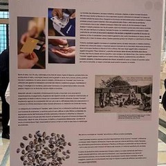 Bari: Mostra “La forma e la fiducia - Monete dal territorio, monete dal mondo”