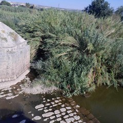 Canosa: Il fiume Ofanto in secca