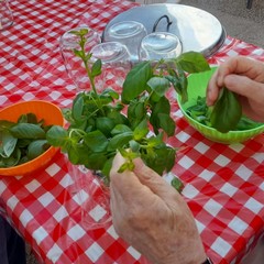 Canosa: La festa della salsa come si faceva una volta all’Oasi Minerva