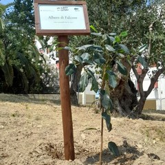 Talea di “Ficus macrophylla Desf. ex Pers”