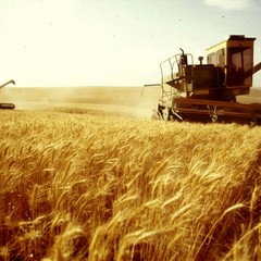 Storia della trebbiatura del grano