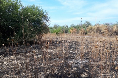 Incendi piante campagne