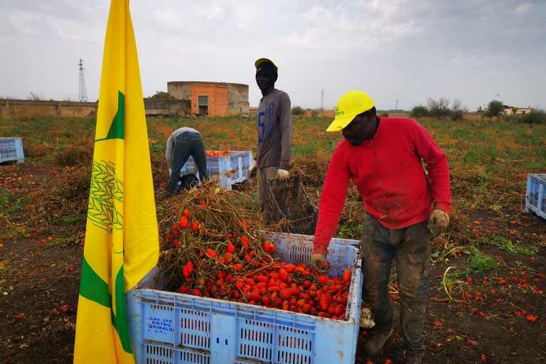 Raccolta pomodori