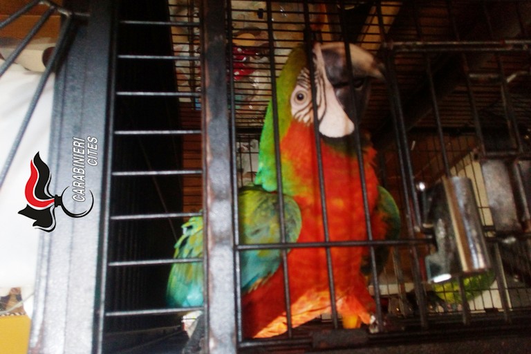 Arlecchino pappagallo esotico