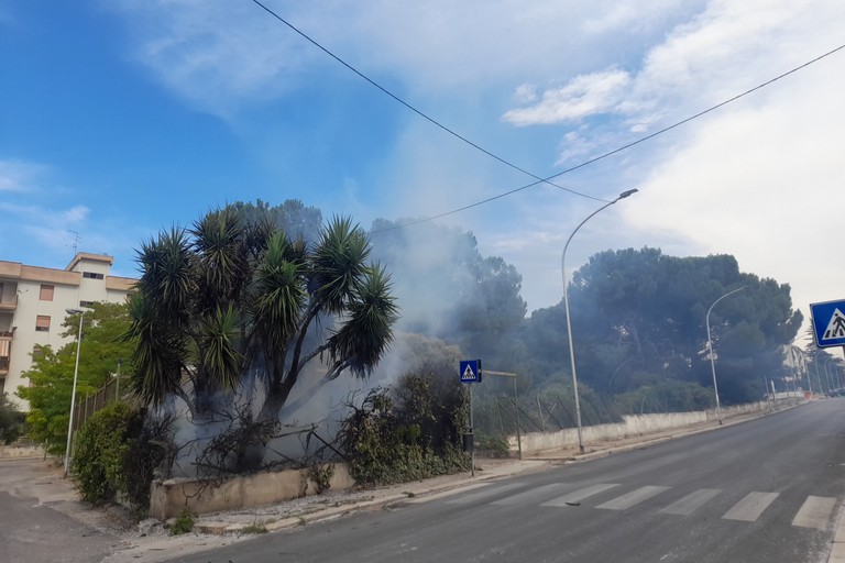 Incendio Pineta