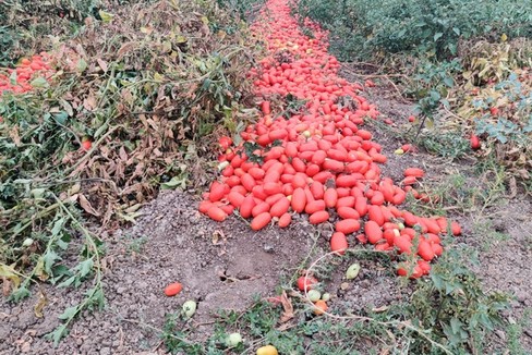 Pomodori