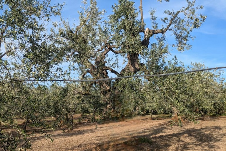 Xylella