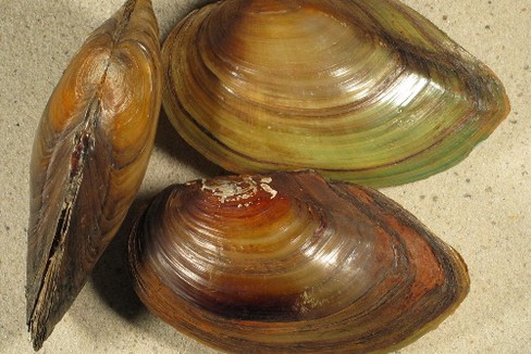 Anodonta cygnea