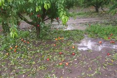 Emergenza clima: Persi in Puglia 200 milioni di quintali di cibo