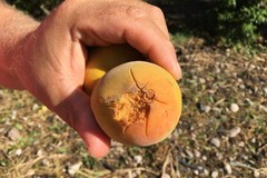 Agricoltura in ginocchio : compromessi i raccolti di frutta