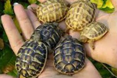 Rilasciate in acqua tre  tartarughe 'Caretta Caretta'