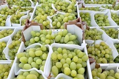 Puglia: annata record per la produzione di uva da tavola