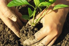 Cibo sostenibile per stili di vita green