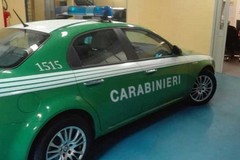 I Carabinieri sequestrano  impianto  di reti per uccellagione