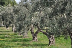 Tour guidato con degustazione in occasione della “Camminata tra gli olivi"