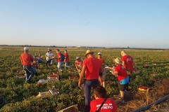Puglia : divieto di lavoro all'aperto nelle ore più calde