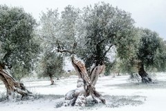 Maltempo: Provvidenze per le gelate 2020