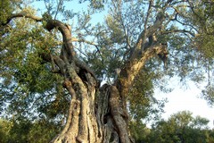 Puglia: Le nuove iscrizioni di alberi monumentali