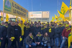 Agricoltura pugliese: invasione insetti alieni