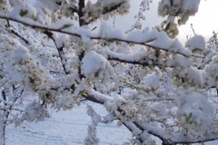 Nevicata di primavera in Puglia