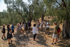 Vieste: Una passeggiata tra gli olivi secolari per l'apertura de “La Settimana dell’Olio”