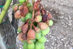 Emergenza caldo :frutta scottata nei campi per afa e siccità