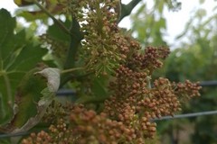 Canosa: Settore vitivinicolo in ginocchio a  causa  della peronospora