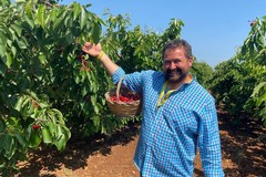Puglia: Al via la raccolta delle ciliegie
