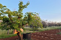 Mandorli e albicocchi, esempi di ‘resilienza’ alla Xylella