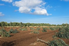 Un nuovo gravissimo attacco all’imprenditoria agricola: altri 200 ulivi barbaramente tagliati