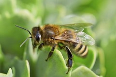 Puglia: Cresce la Bee Economy in rosa