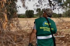 Canosa: monitoraggio al fine di verificare l’eventuale presenza della xylella fastidiosa