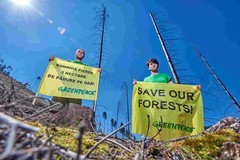 Ogni due secondi la deforestazione fa scomparire aree grandi come un campo da calcio