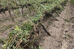Maltempo: tornado e grandine si abbattono su vigneti e oliveti